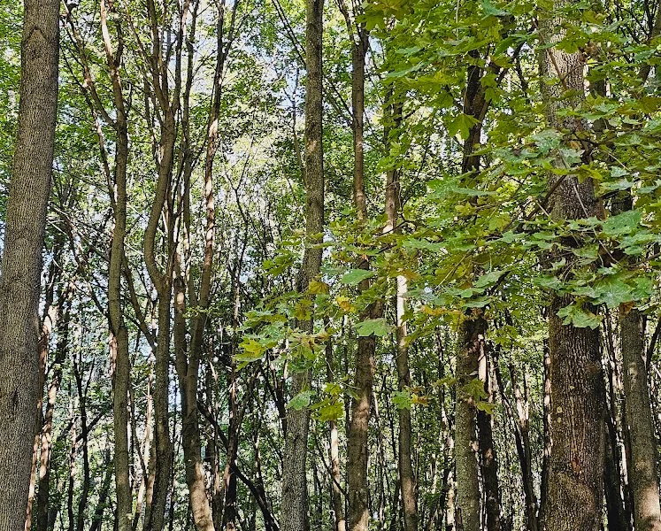 Парк на Буюканах