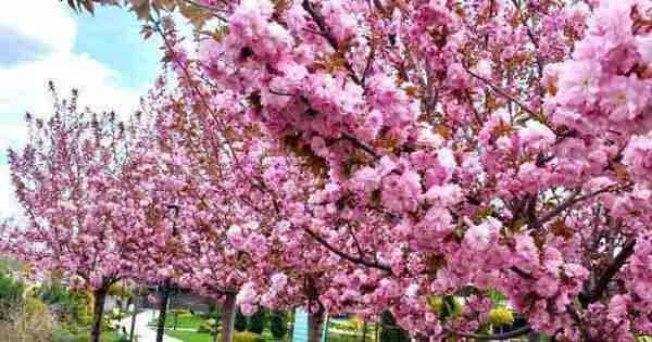 Ботанический сад