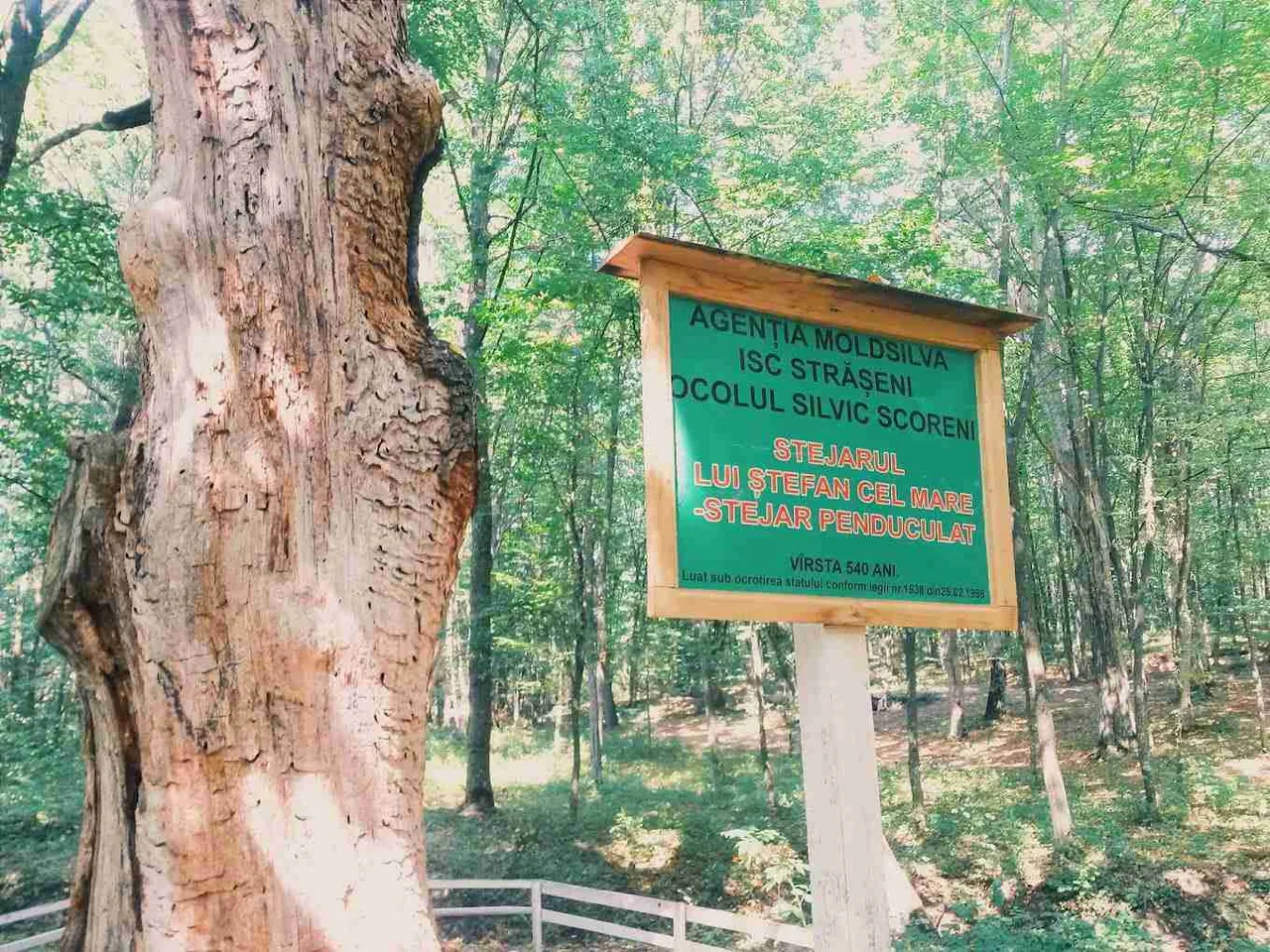 Дуб Штефана чел Маре