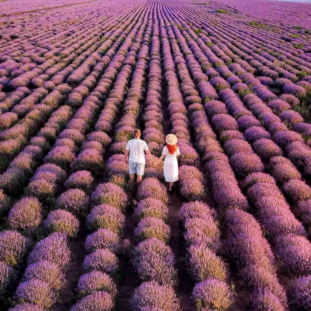 Лавандовые поля