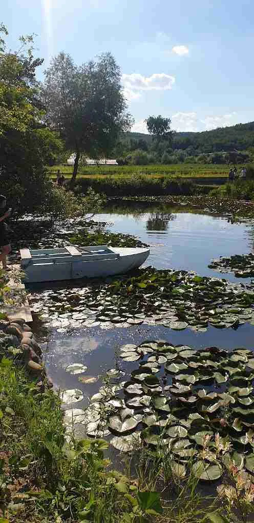 Озеро с кувшинками
