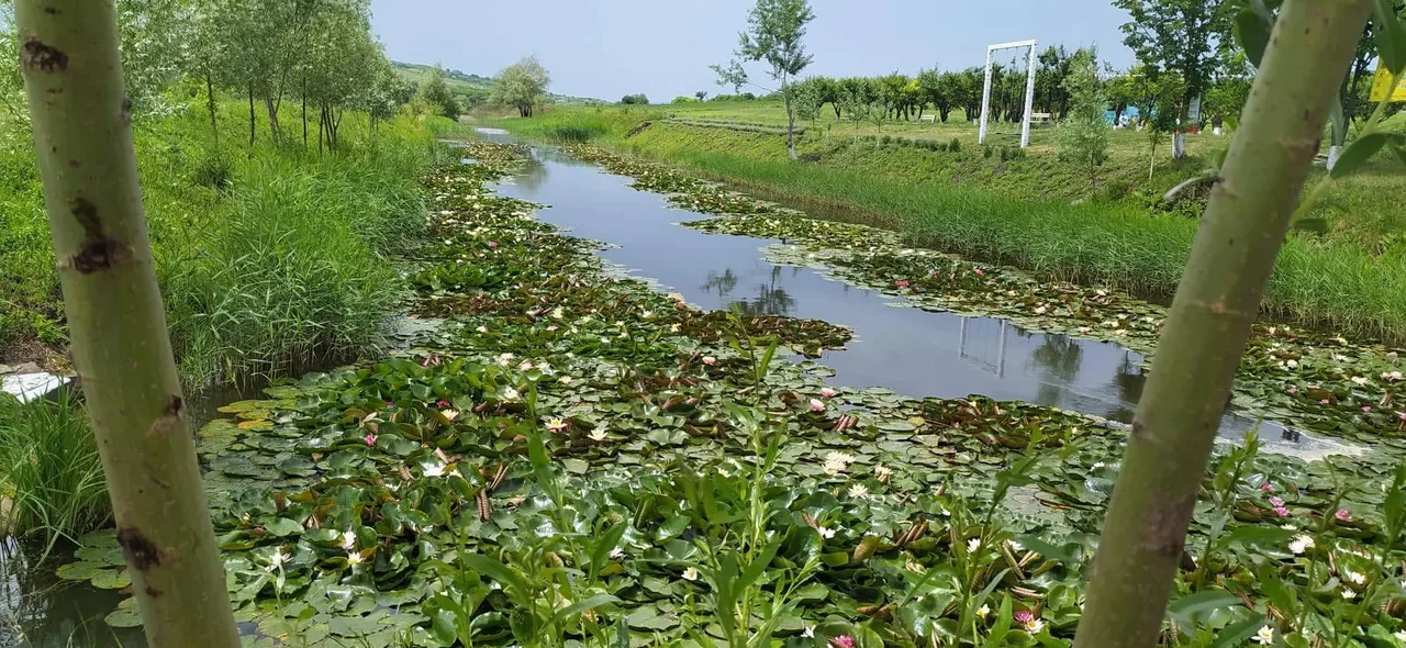 Озеро с Водяными лилиями